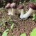 精品【赤松茸】被称为“人间仙菇”又名“益