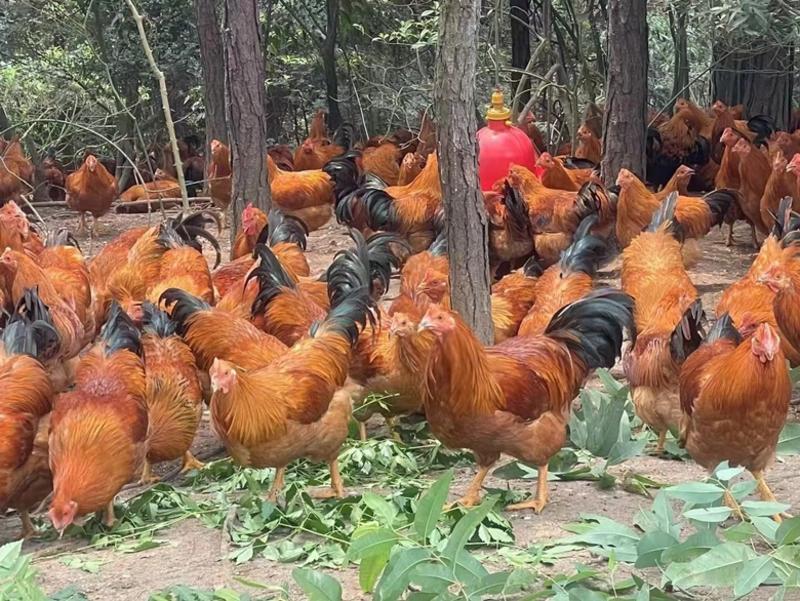 灵山土阉鸡龙头凤尾，黄脚黄肉