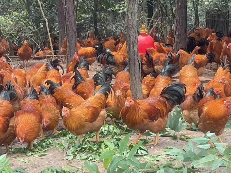 灵山土阉鸡龙头凤尾，黄脚黄肉