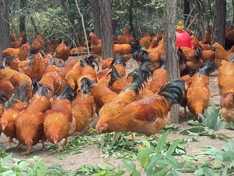 灵山土阉鸡龙头凤尾，黄脚黄肉