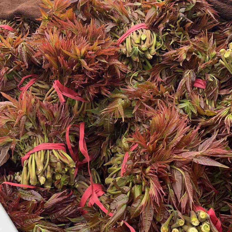 山西露天香椿芽
