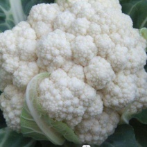 河南菜花焦作博爱万亩蔬菜基地直发小米粒花菜品种齐全量大