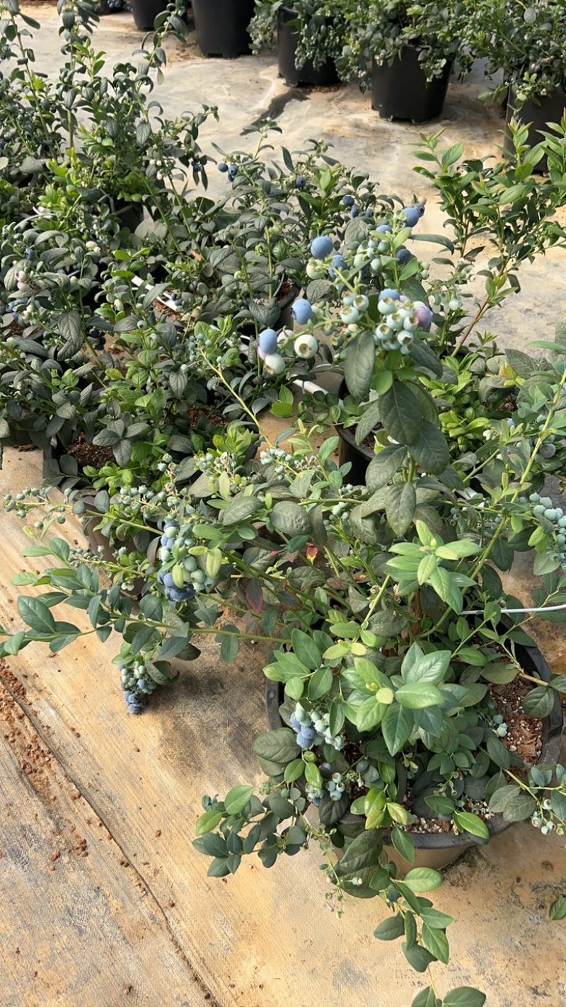 西昌高原蓝莓
