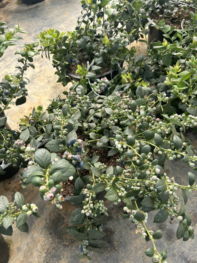 西昌高原蓝莓