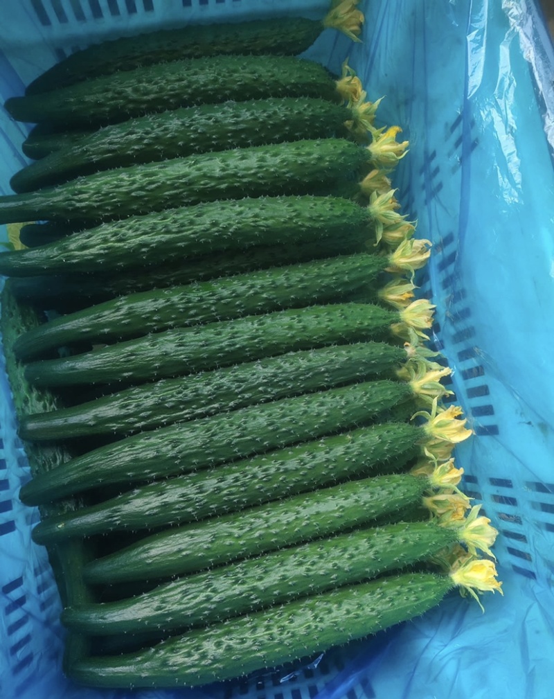 鲜花黄瓜