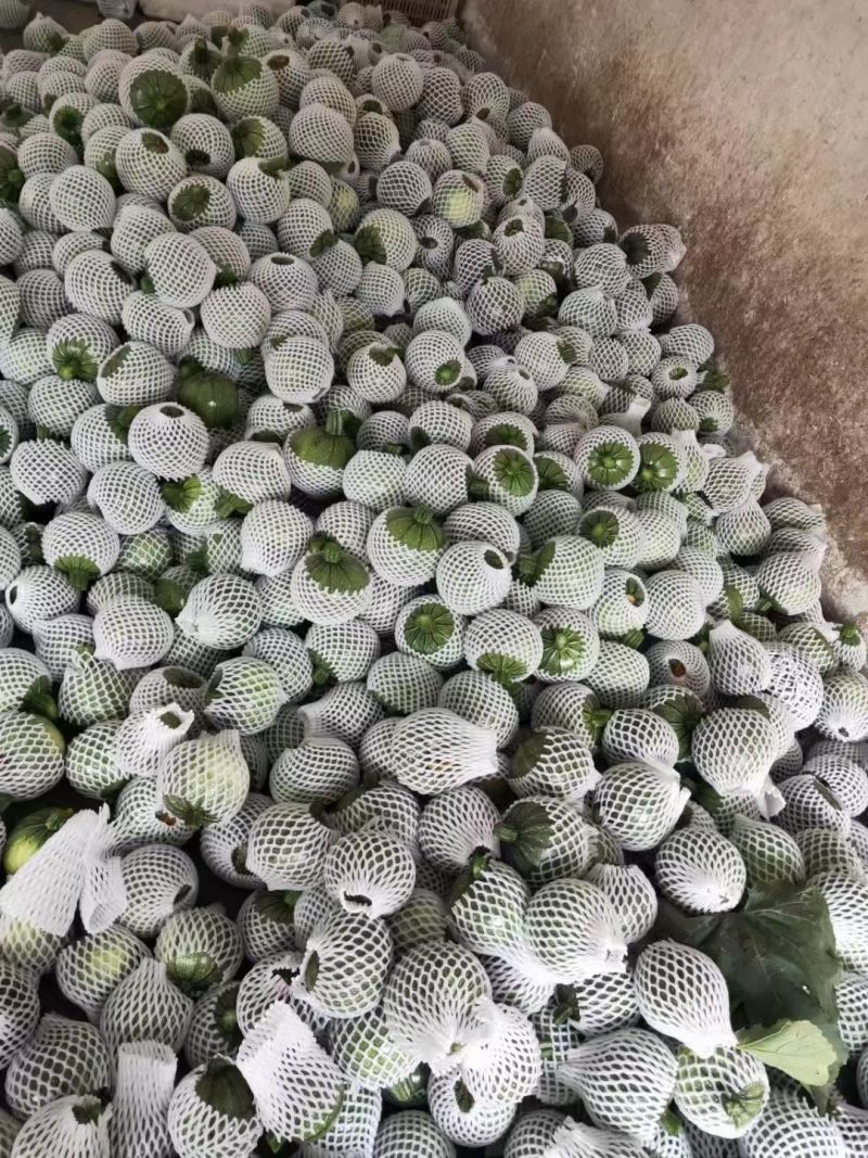热卖精品瓜类，吊蓝，绿色，蔬菜，兰瓜，大棚吊兰