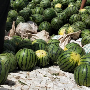 新疆甜王西瓜，产地直发。代发全国各地欢迎朋友来电咨询