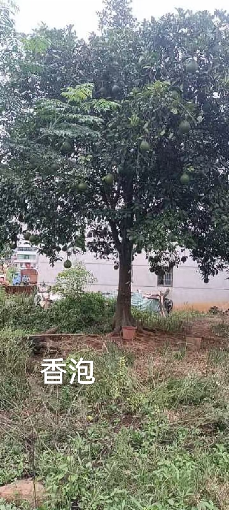 香泡单杆，丛生各规格供应