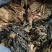英家大头菜。土特产