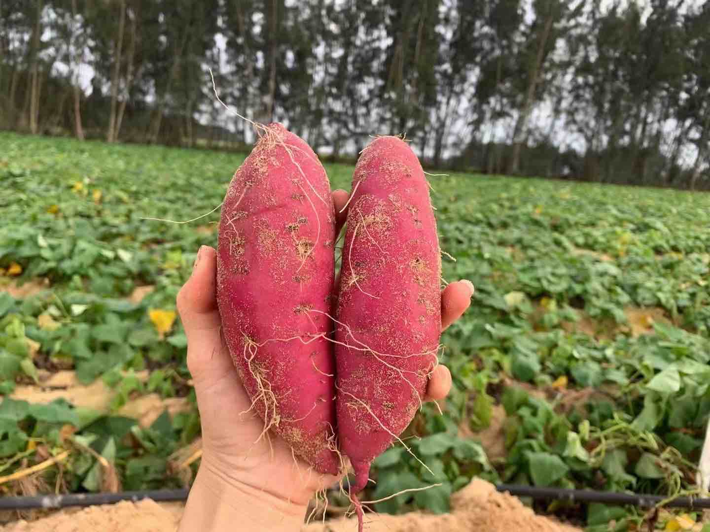 海南澄迈桥头镇西瓜红红薯种植基地航拍全景