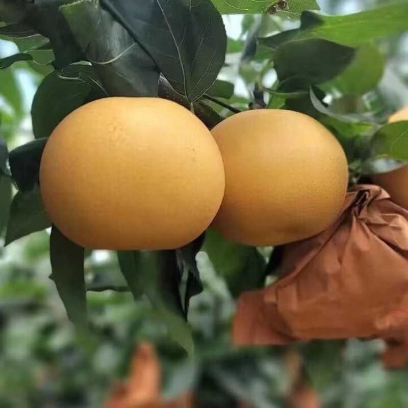 秋月梨树苗品种纯真耐寒梨树苗基地现起现发成活率高