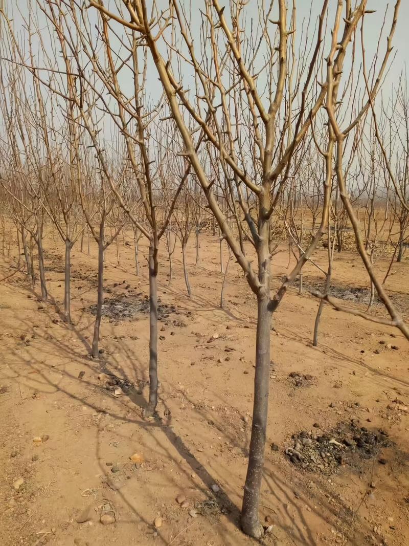 秋月梨树苗产地现起现发东北耐寒新品种梨树苗辽宁果树苗