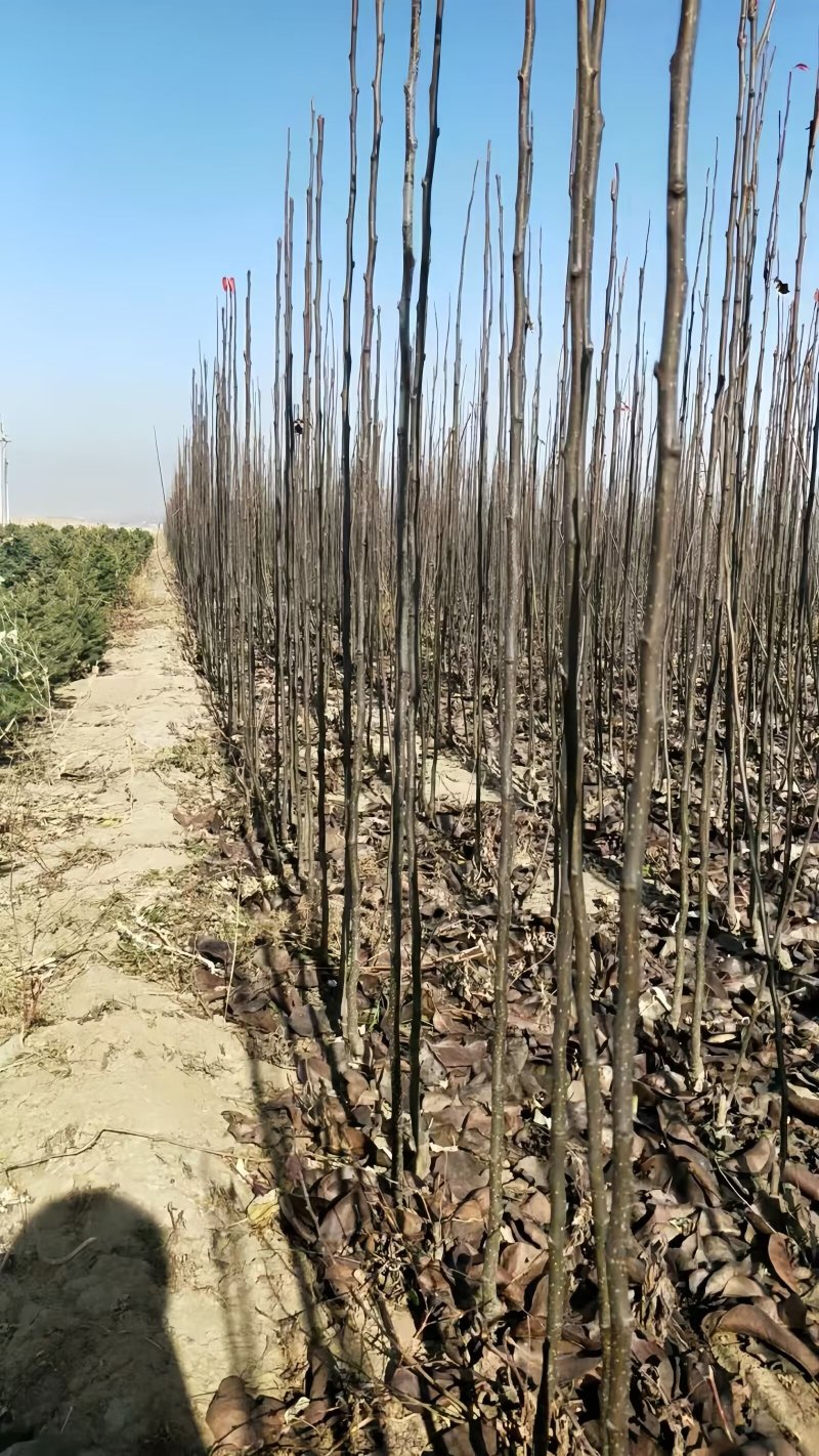 秋月梨树苗品种纯真耐寒梨树苗基地现起现发成活率高