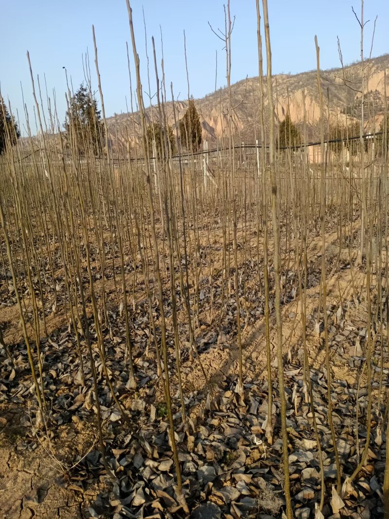 秋月梨树苗品种纯真耐寒梨树苗基地现起现发成活率高