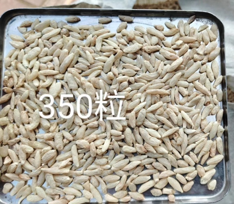 川麦冬，地道中药，产地热销，一手货源，需要的朋友可以联系