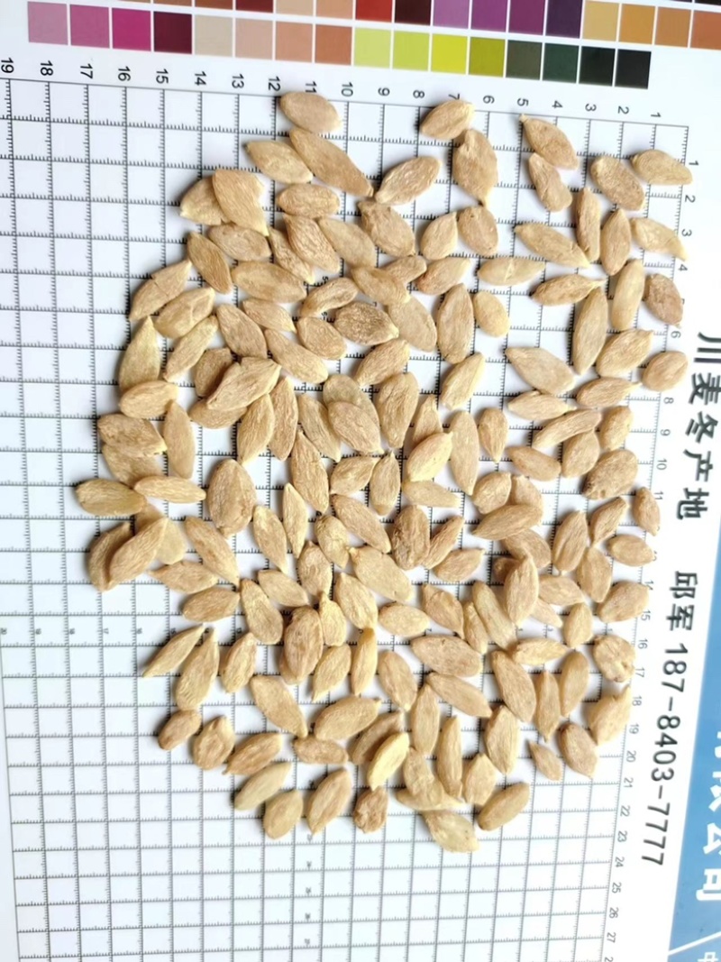 川麦冬，地道中药，产地热销，一手货源，需要的朋友可以联系