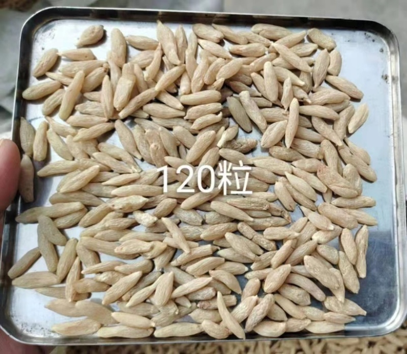 川麦冬，地道中药，产地热销，一手货源，需要的朋友可以联系