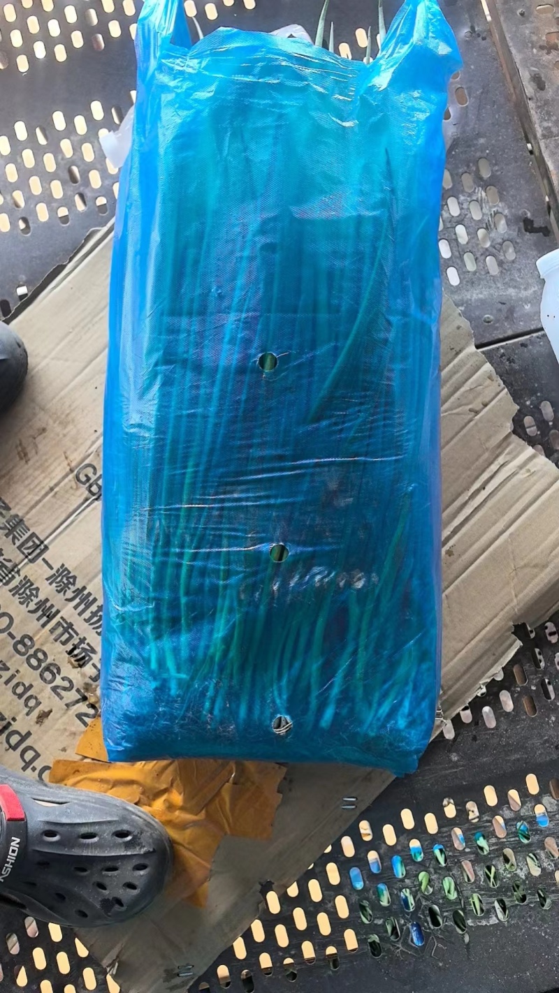 葱苗大量供应，基地发货，物美价廉，量大从优，欢迎咨询