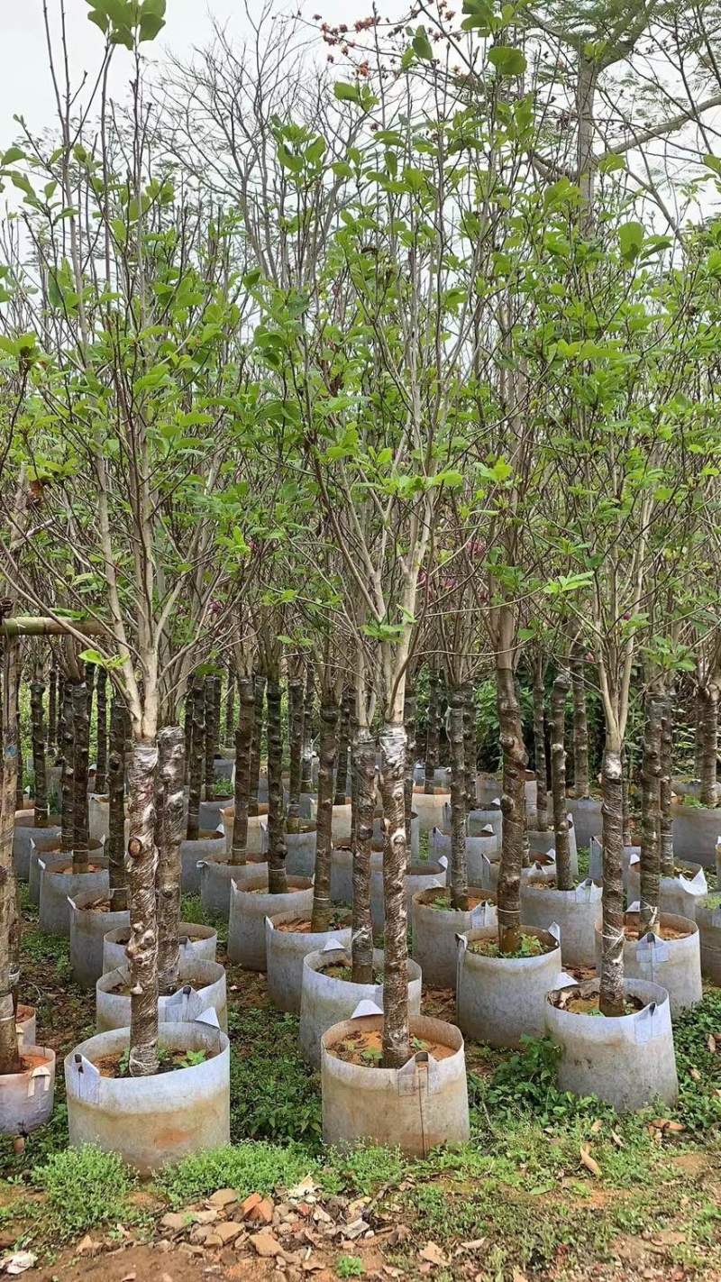 紫玉兰3-8公分，大量现货出售，欢迎来电，支持视频看货