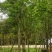 紫玉兰3-8公分，大量现货出售，欢迎来电，支持视频看货