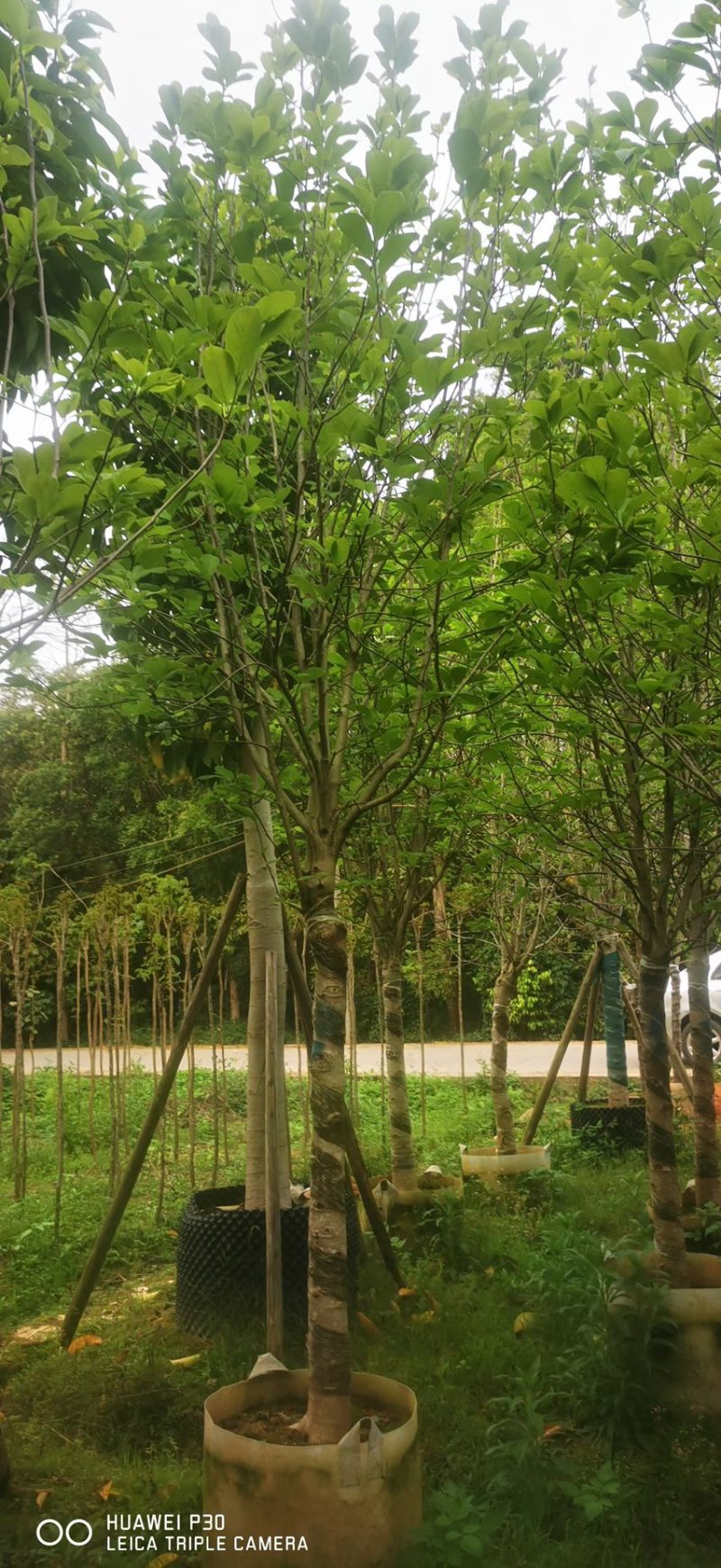 紫玉兰3-8公分，大量现货出售，欢迎来电，支持视频看货