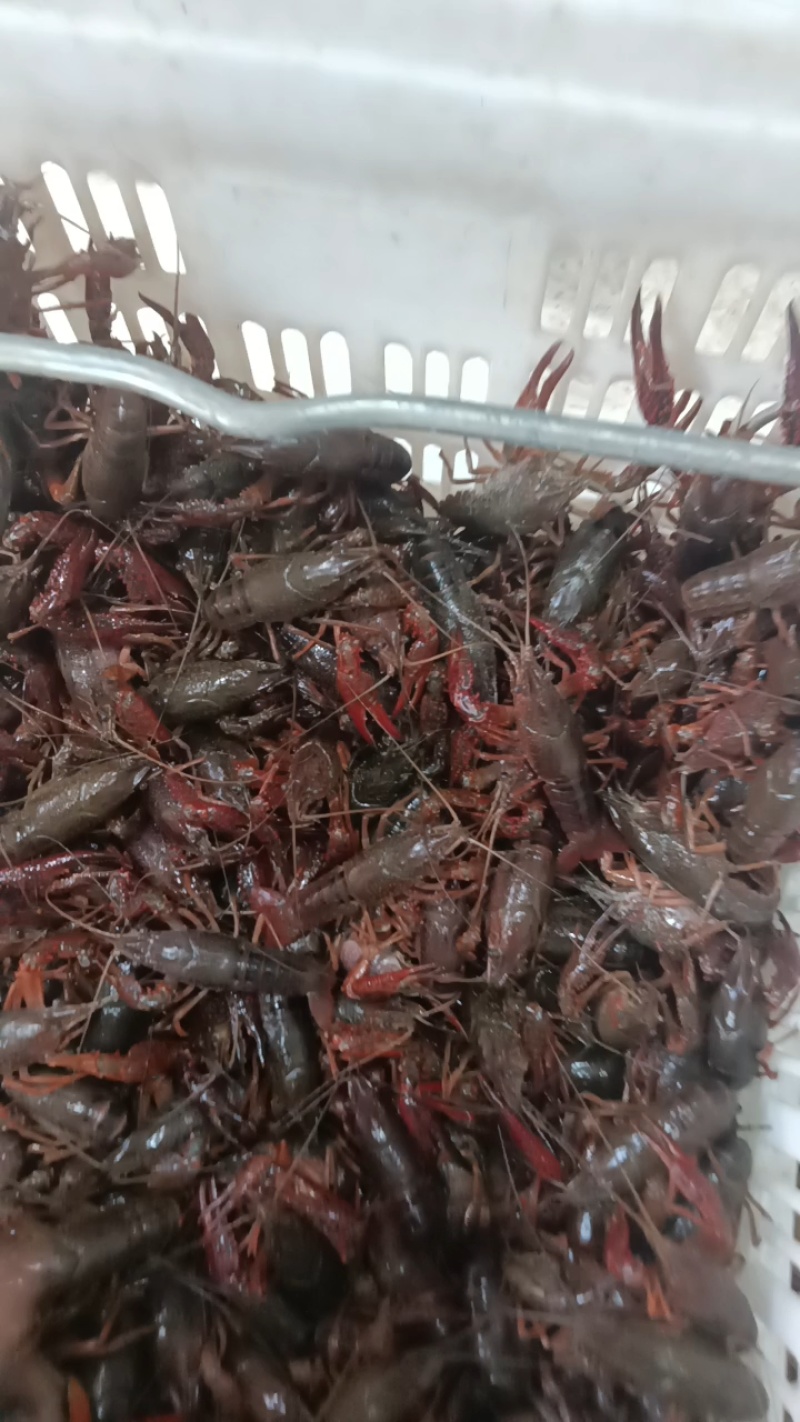 小龙虾