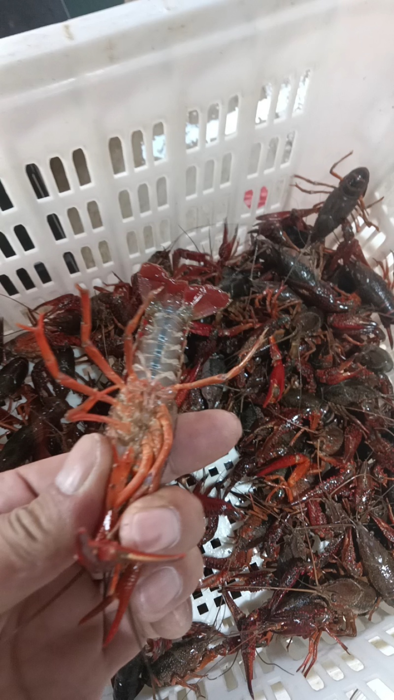 小龙虾