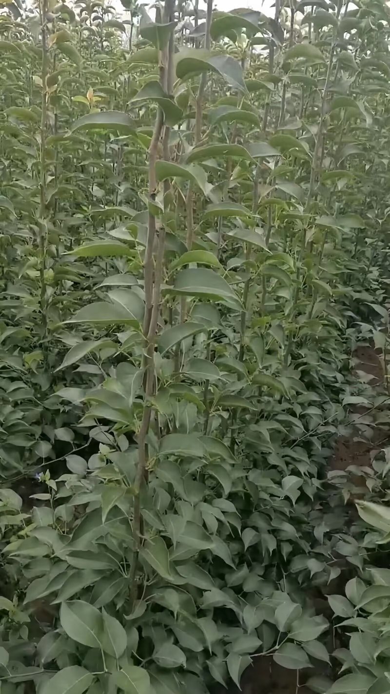 花盖梨树苗(东北冻梨)品种纯真耐寒梨树苗基地现起现发