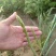 芦笋苗根粗苗壮抗病性强成活率高适宜四季栽培