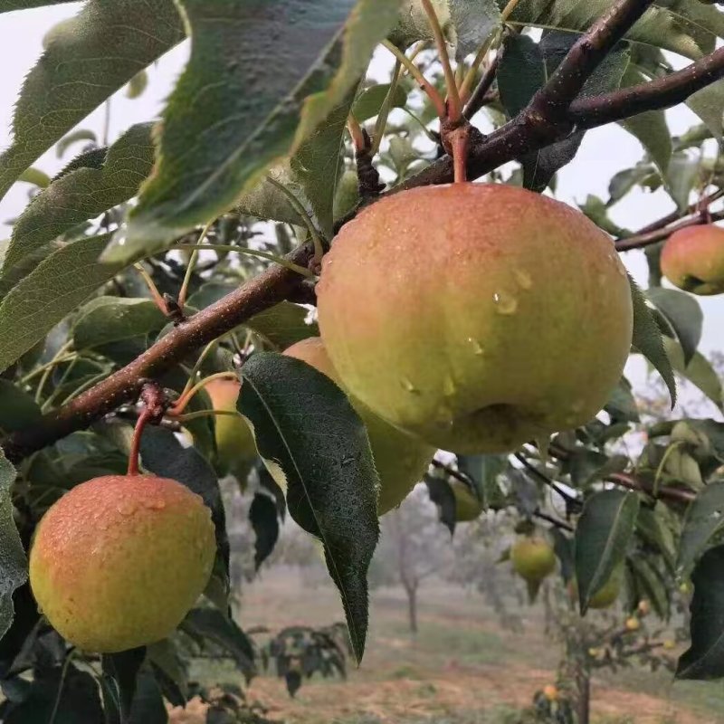 苹果梨树苗(东北大冻梨)品种纯真基地直发耐寒梨树苗