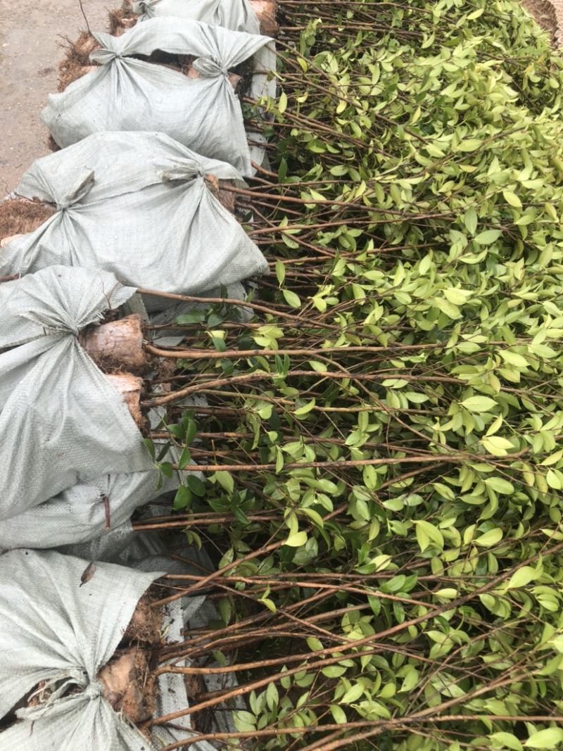 湖南攸县优质嫁接油茶苗产地直销