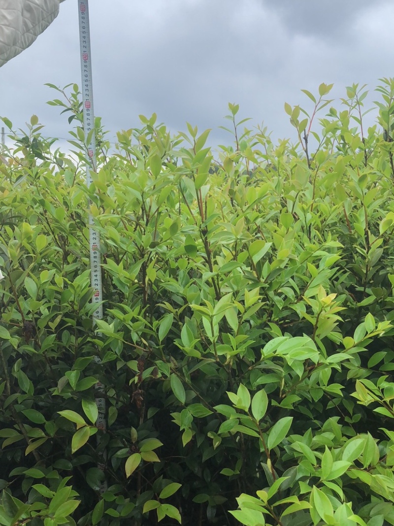 湖南攸县优质嫁接油茶苗产地直销