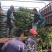 湖南攸县优质嫁接油茶苗产地直销