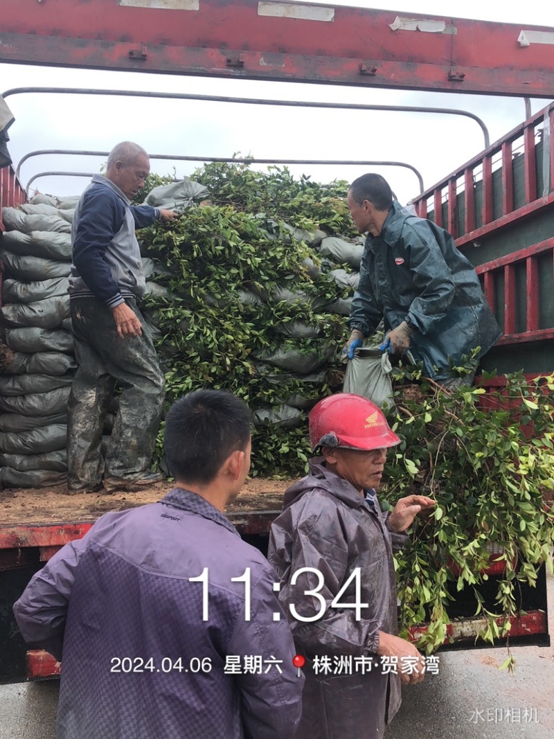 湖南攸县优质嫁接油茶苗产地直销