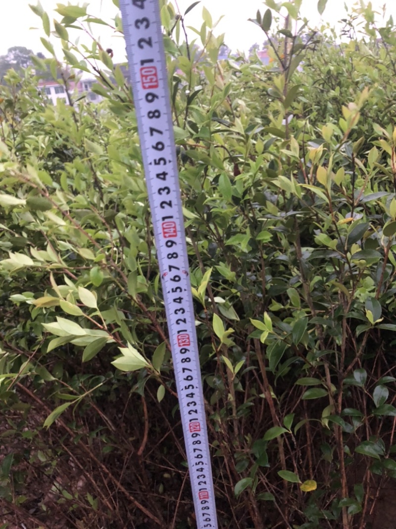 湖南攸县优质嫁接油茶苗产地直销