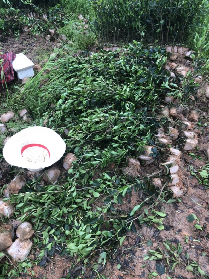 湖南攸县优质嫁接油茶苗产地直销