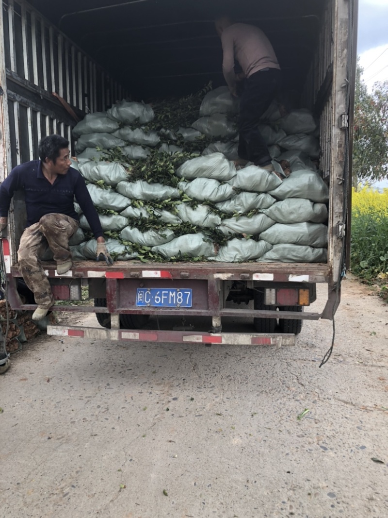 湖南攸县优质嫁接油茶苗产地直销