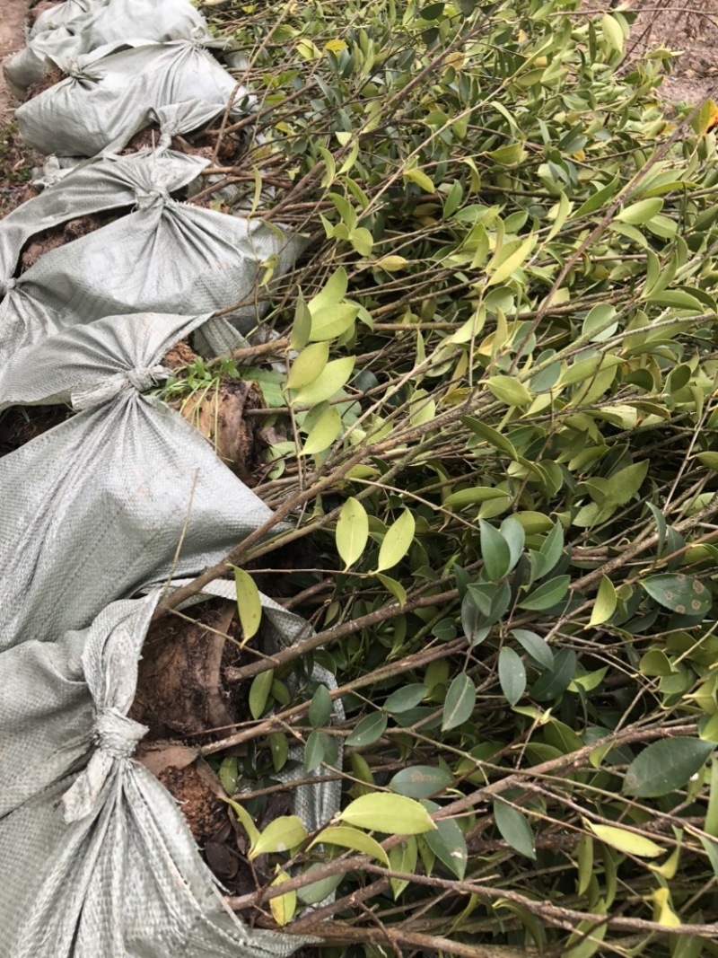 湖南攸县优质嫁接油茶苗产地直销