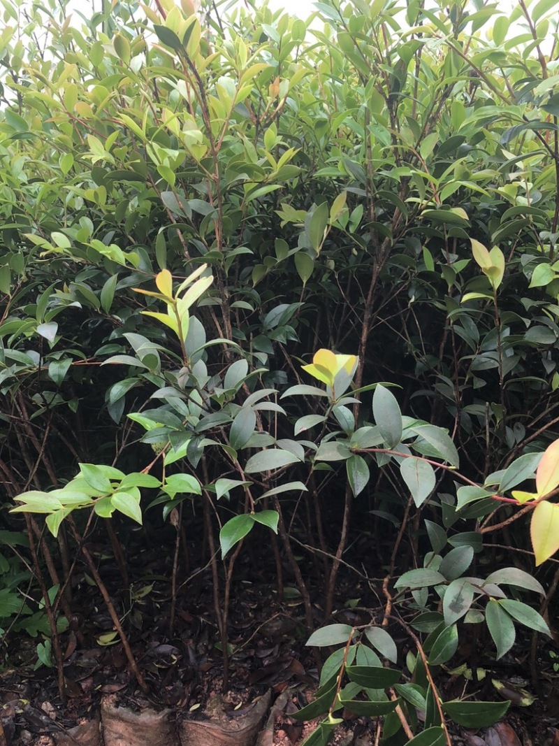 湖南攸县优质嫁接油茶苗产地直销