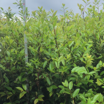 湖南攸县优质嫁接油茶苗产地直销