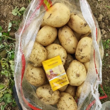 新鲜土豆，田园好味，直供农场，品质保证