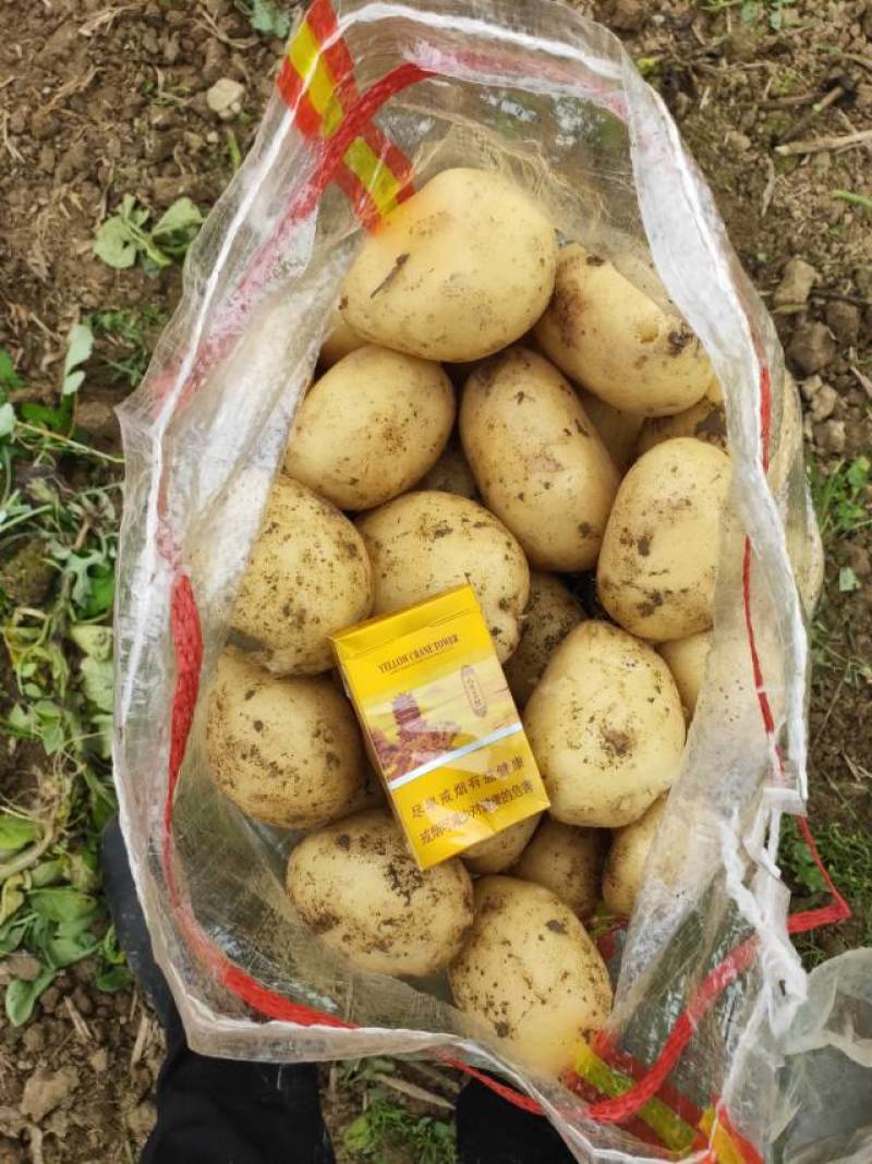 新鲜土豆，田园好味，直供农场，品质保证