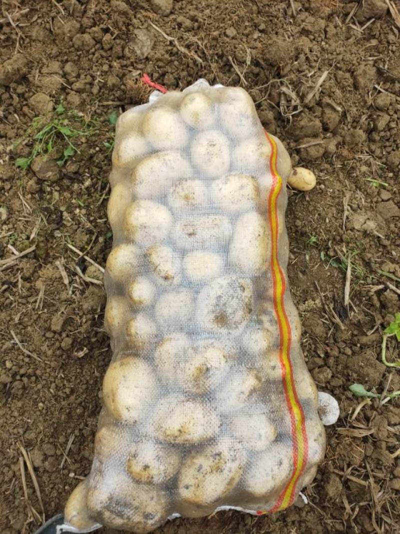 新鲜土豆，田园好味，直供农场，品质保证