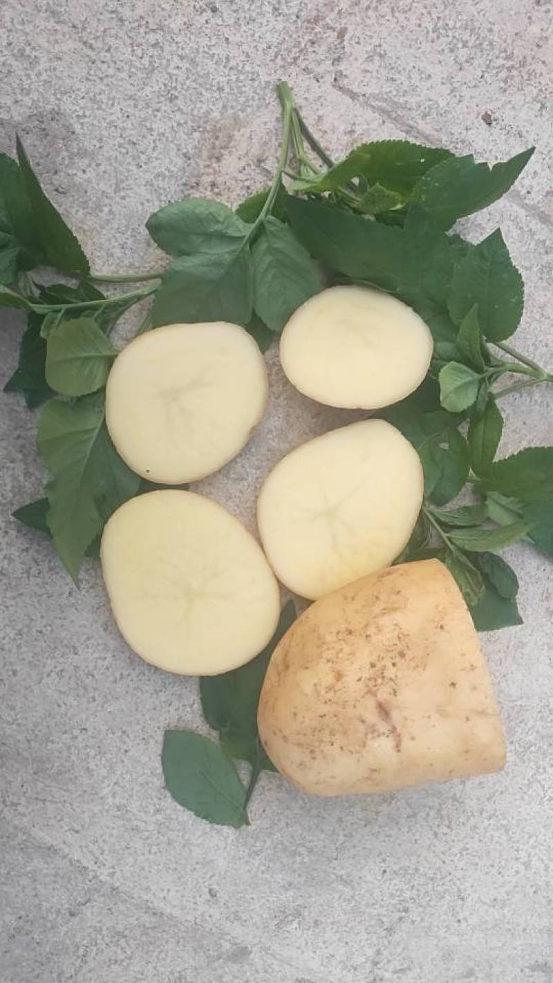 新鲜土豆，田园好味，直供农场，品质保证