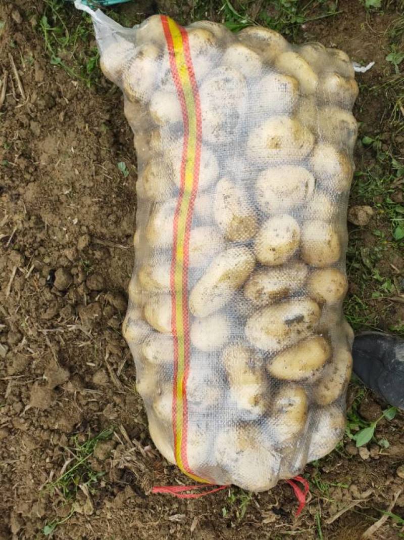 新鲜土豆，田园好味，直供农场，品质保证