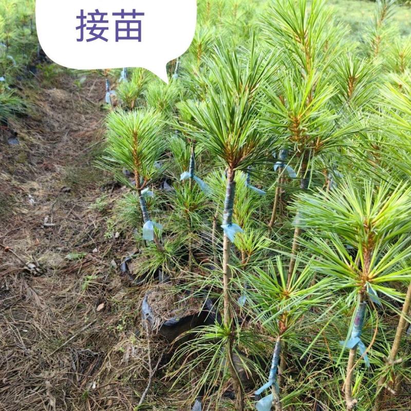 红松嫁接苗，小苗杯苗，二，三，四，五，年上山苗，定植苖