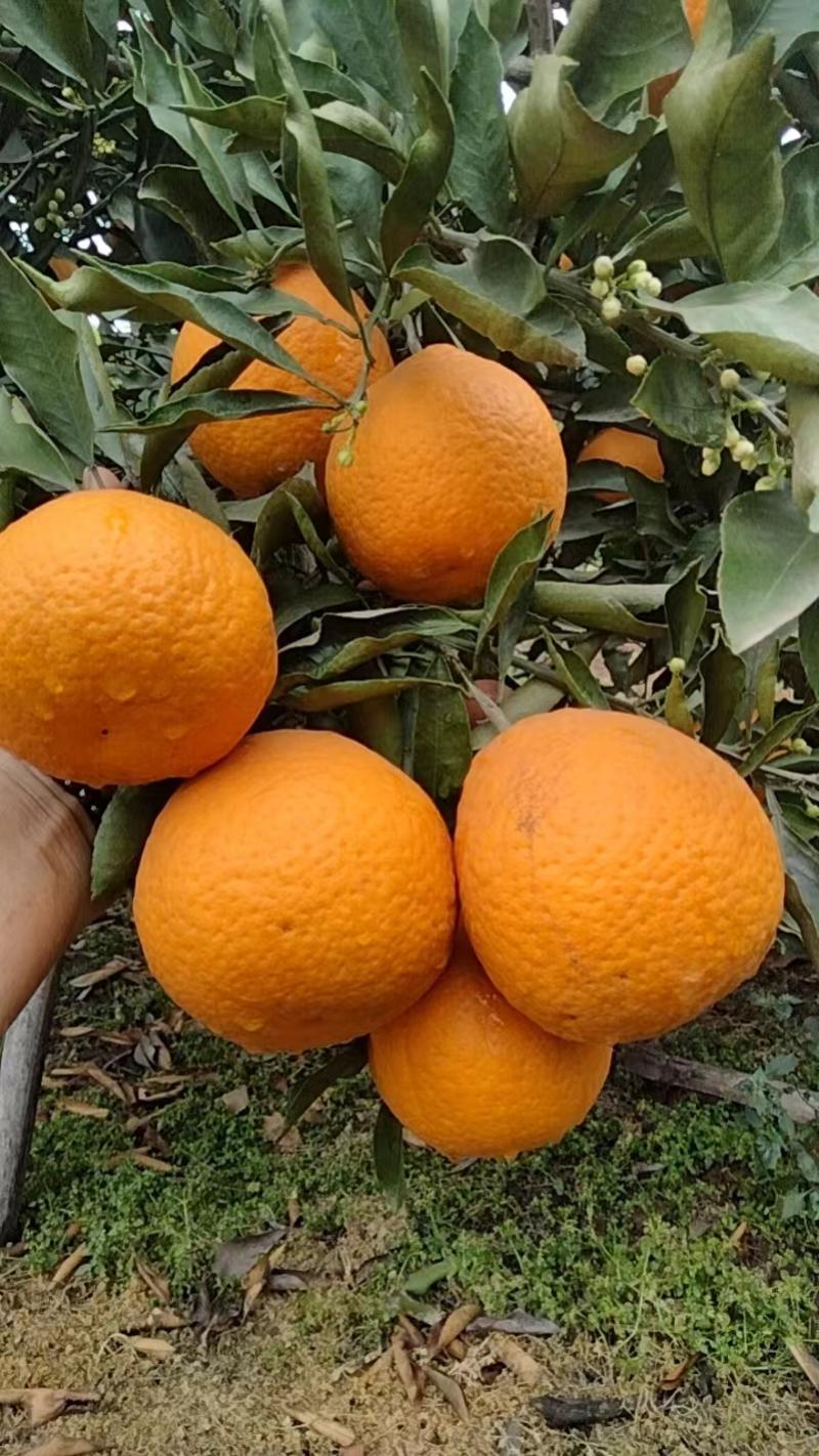 青见果冻橙大量上市产地一手货源对接市场商超电商