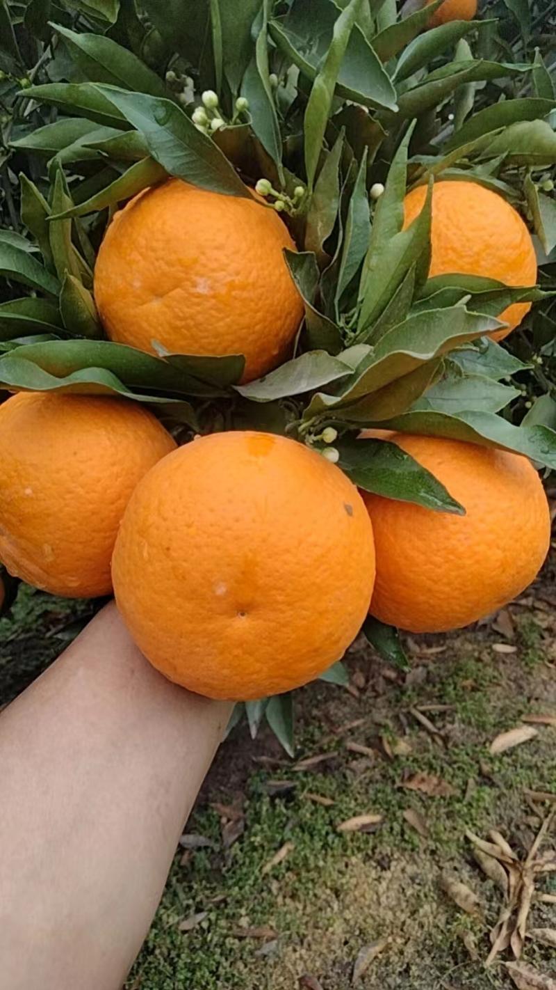 青见果冻橙大量上市产地一手货源对接市场商超电商