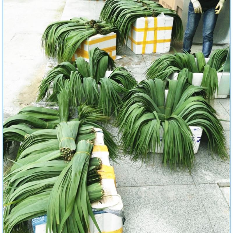 新鲜现摘芦苇叶、粽叶端午节热卖产品大量供货合作共赢