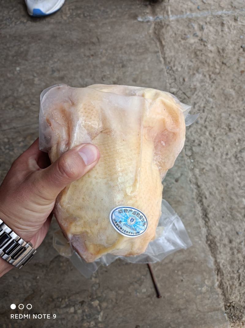电商专用真空包装白条鸡（蛋鸡白条/三黄鸡白条）